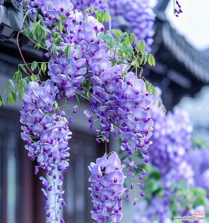 悲伤时哪种花语最能安慰人心?