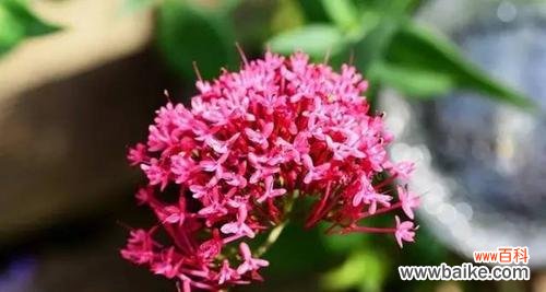 希腊人发明的花语有何深意？它代表了什么？