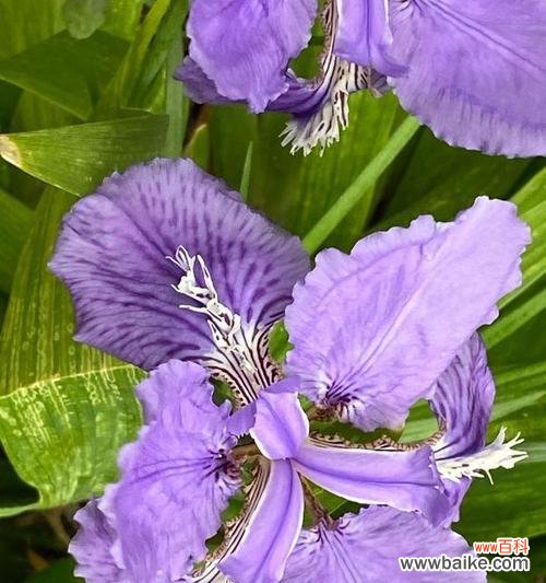 希腊人发明的花语有何深意？它代表了什么？