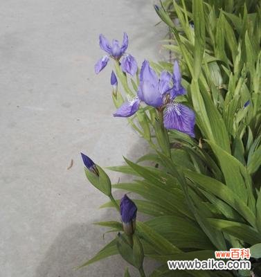 希腊人发明的花语有何深意？它代表了什么？