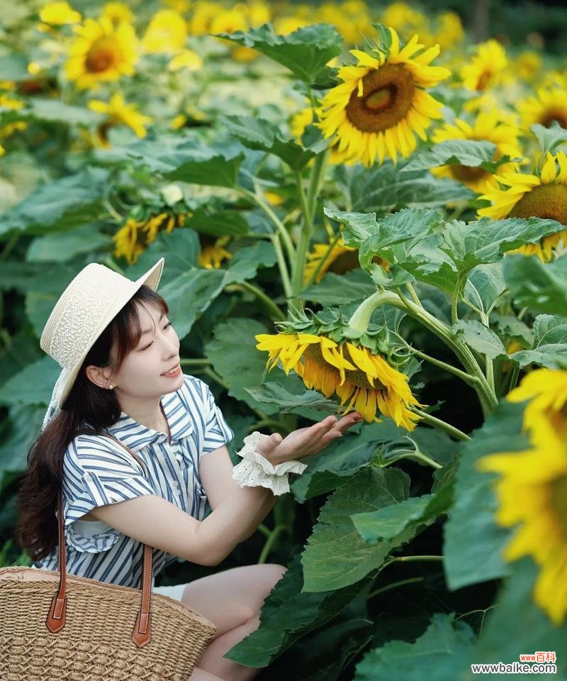 向日葵的花语纯声代表什么?向日葵的花语纯声有哪些含义?