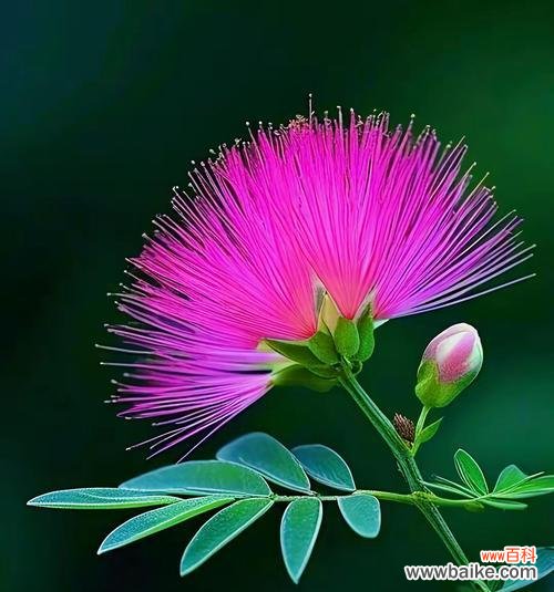 什么花语最美好?哪种花的花语最能触动人心?