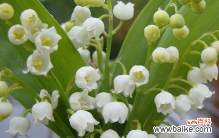 梅花藻的花语有何含义？它在花语文化中扮演什么角色？