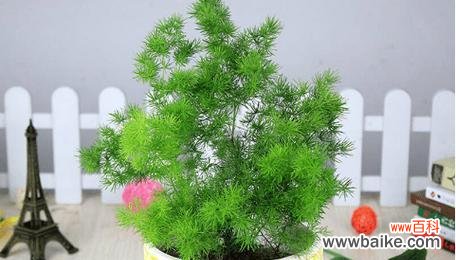 梅花藻的花语有何含义？它在花语文化中扮演什么角色？