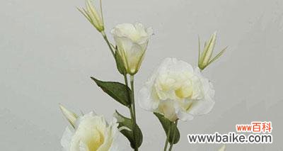 梅花藻的花语有何含义？它在花语文化中扮演什么角色？