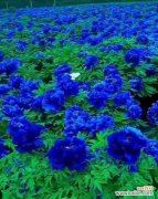 探寻蓝色牡丹花的神秘魅力 蓝色牡丹花的象征意义