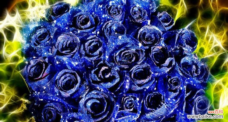 揭示蓝色妖姬的花语之谜 花语九朵蓝色妖姬的美丽与神秘