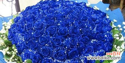 揭秘蓝色妖姬花的15种花语,其中一个令你心动 蓝色妖姬的花语——美丽与神秘的象征意义