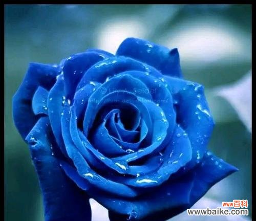 揭秘蓝色妖姬花的15种花语,其中一个令你心动 蓝色妖姬的花语——美丽与神秘的象征意义