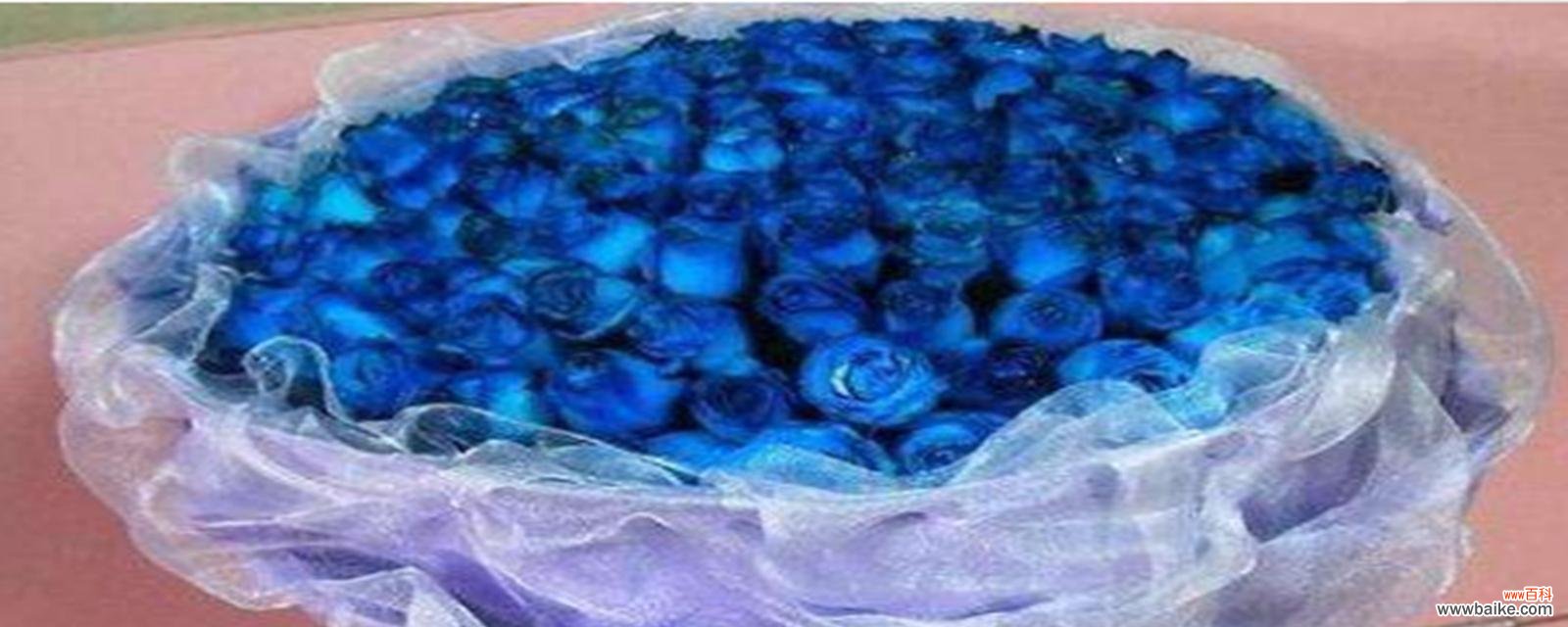 揭开蓝色妖姬的神秘面纱 《蓝色妖姬的寓意与象征》