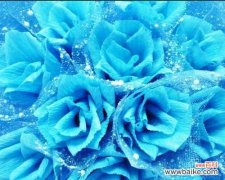 揭开蓝色妖姬的神秘面纱 《蓝色妖姬的寓意与象征》