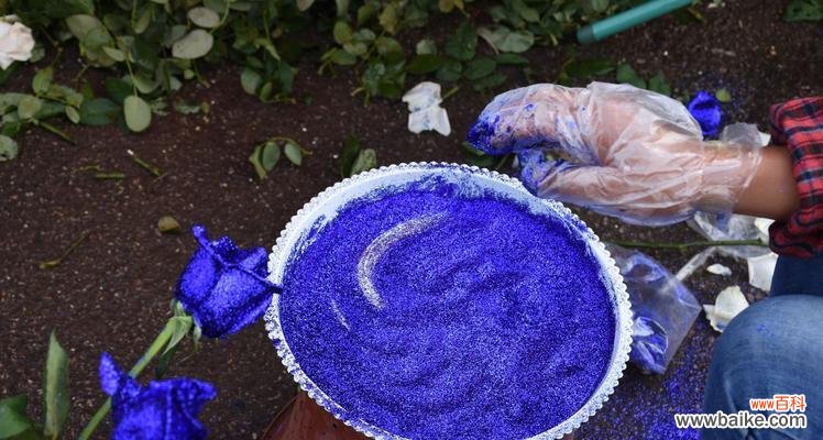 揭秘蓝色妖姬的深层寓意和花语 蓝色妖姬