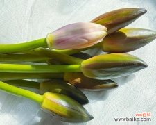 探寻香槟睡莲的美丽秘密 香槟睡莲的花语及其象征意义