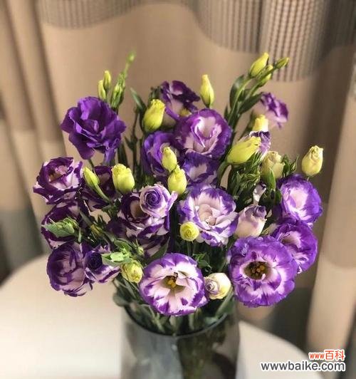 探索香槟洋桔梗花语 香槟洋桔梗花语搭配的美丽寓意