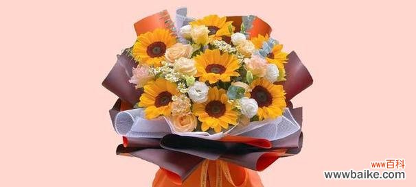 向日葵花语七朵和六朵有何不同？