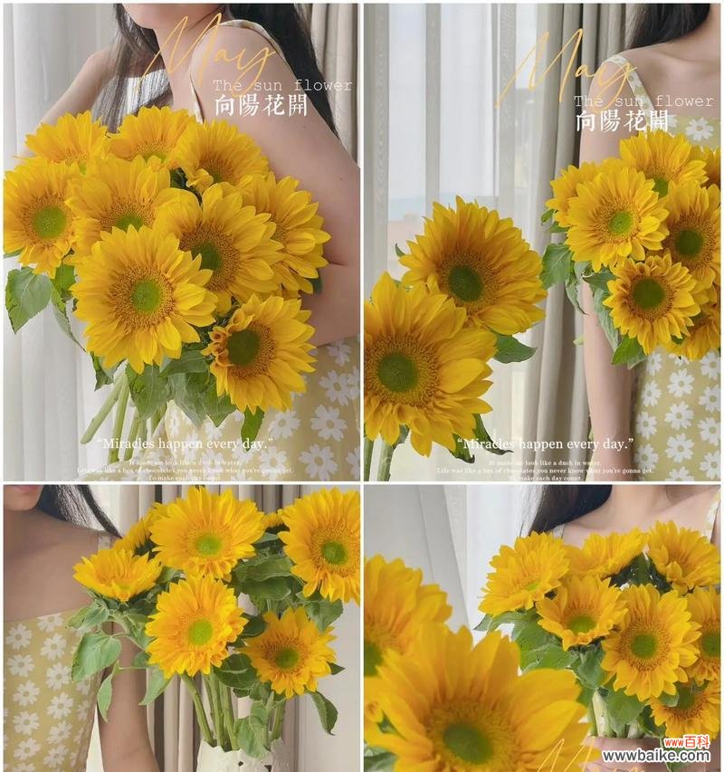 向日葵花语七朵和六朵有何不同？