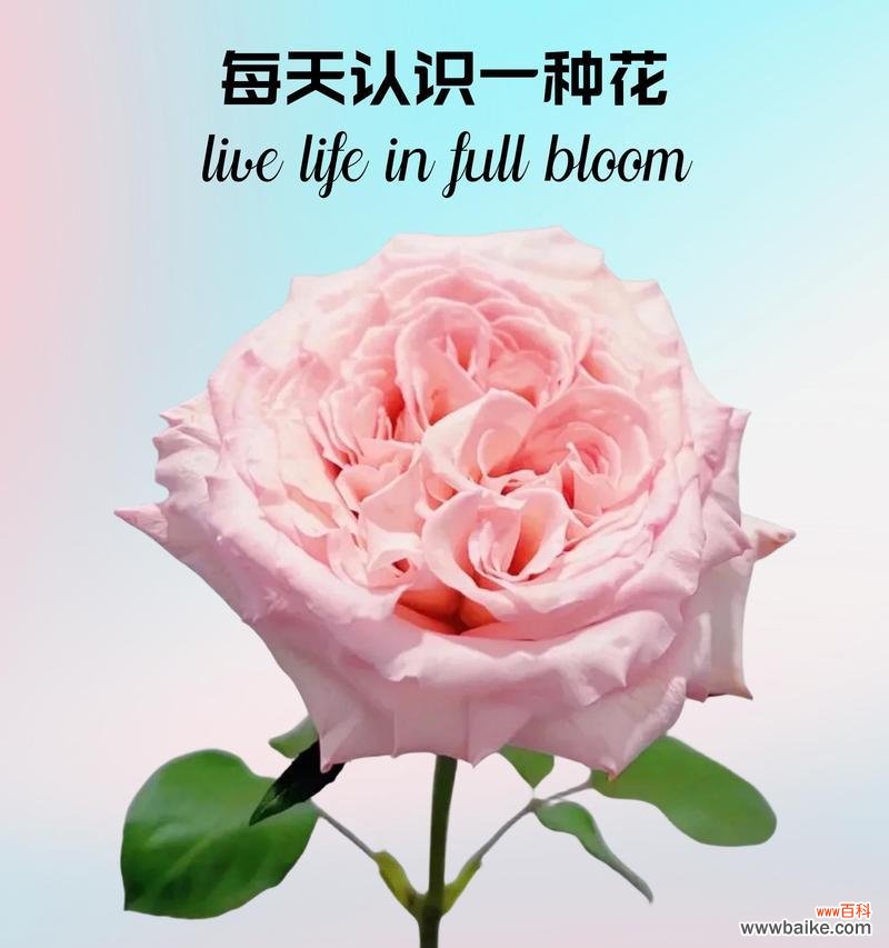 荔枝花语的由来是什么?荔枝的花语有何含义?