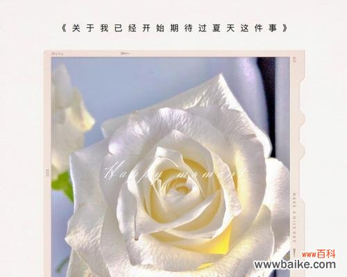男性送白色玫瑰花代表什么意义?白色玫瑰花语有哪些含义?