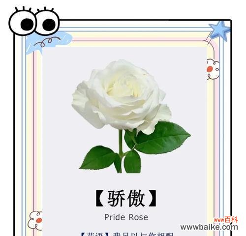 男性送白色玫瑰花代表什么意义?白色玫瑰花语有哪些含义?