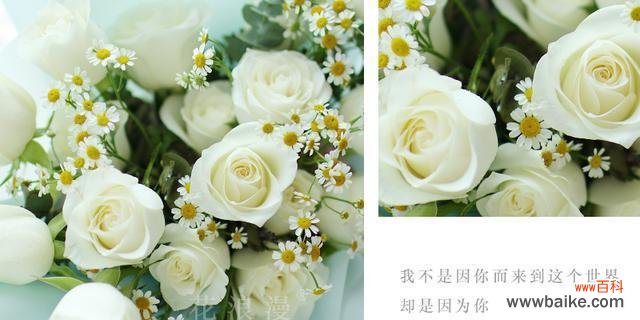 男性送白色玫瑰花代表什么意义?白色玫瑰花语有哪些含义?