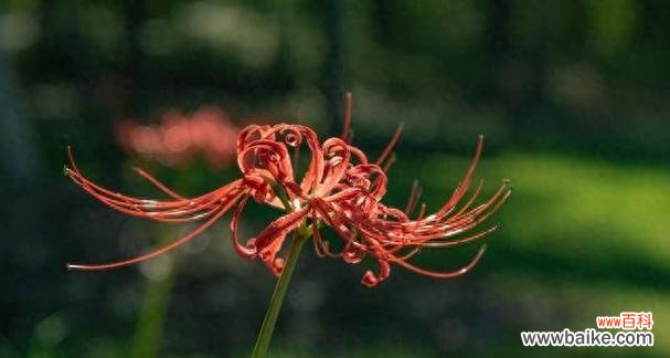 黑暗骑士玫瑰有何特殊花语和寓意？