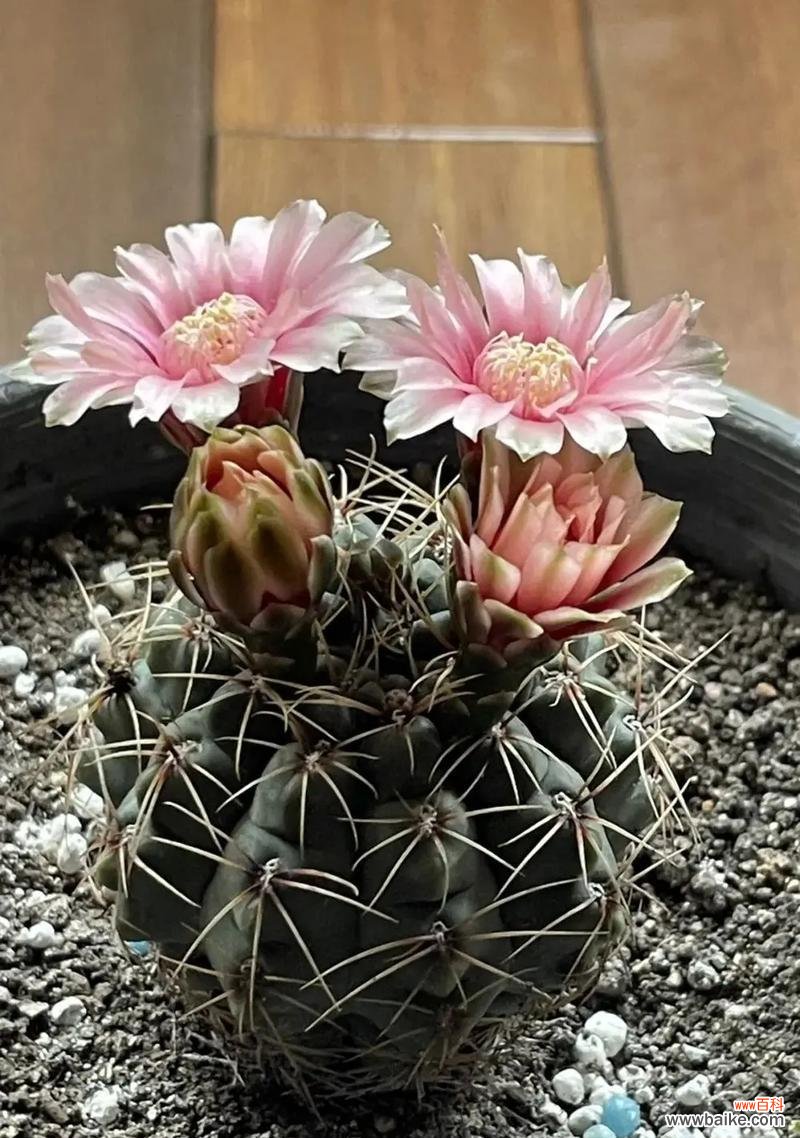 黑暗骑士玫瑰有何特殊花语和寓意？