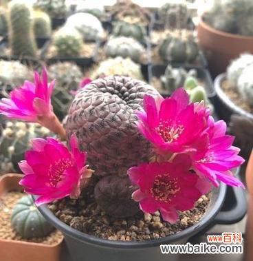 多彩仙人球的花语有哪些寓意？