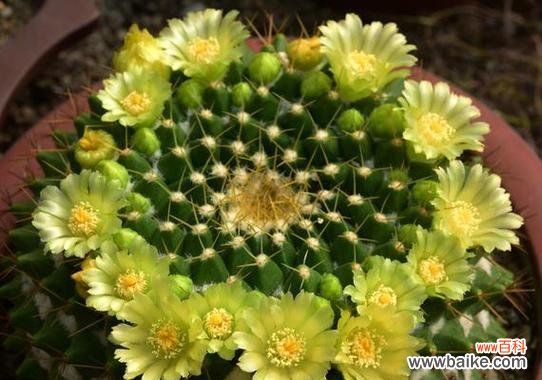 多彩仙人球的花语有哪些寓意？