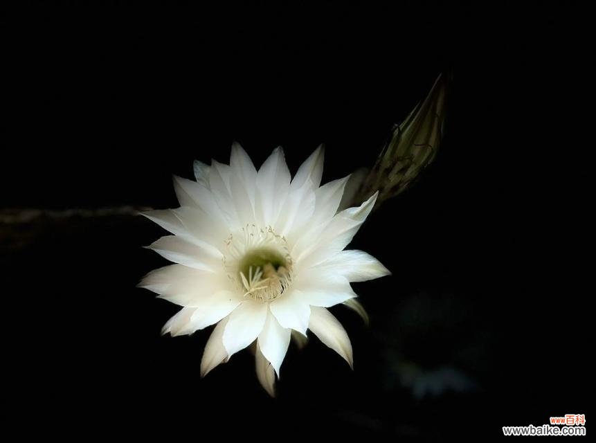 多彩仙人球的花语有哪些寓意？