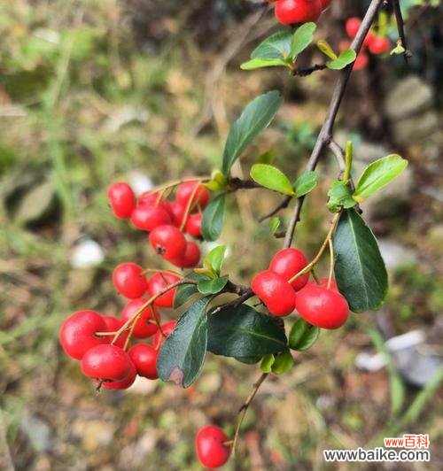 火把果的花语有哪些动听之处?