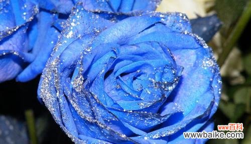 探寻蓝色妖姬的内涵与象征意义 蓝色妖姬