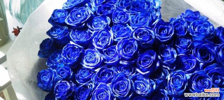 揭开蓝色妖姬花的神秘面纱 蓝色妖姬花语及其意义解析