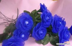 揭开蓝色妖姬花的神秘面纱 蓝色妖姬花语及其意义解析