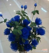 探寻蓝色妖姬花的花语与象征意义 蓝色妖姬花的美丽与寓意