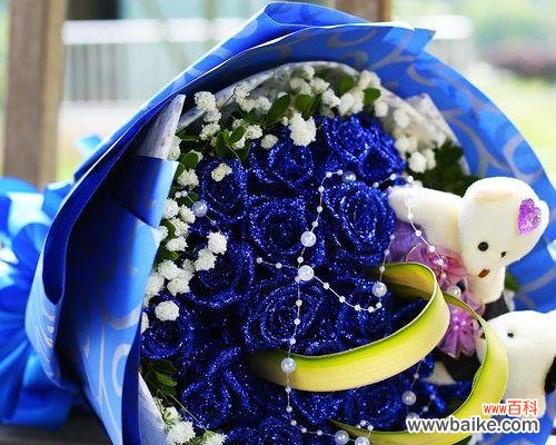 探索蓝色妖姬花的象征意义及美丽之源 蓝色妖姬花的寓意与美丽