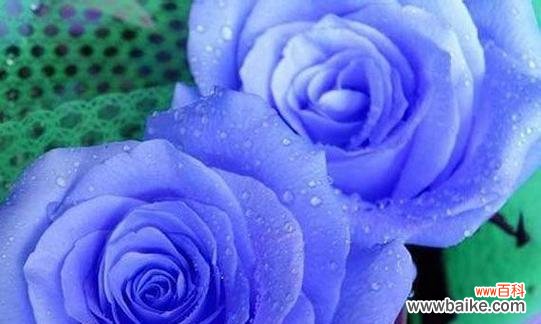 探索蓝色妖姬花的象征意义及美丽之源 蓝色妖姬花的寓意与美丽