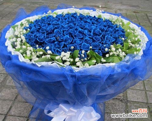 揭秘蓝色妖姬的魅力与花之语言 美丽的蓝色妖姬与她的花语