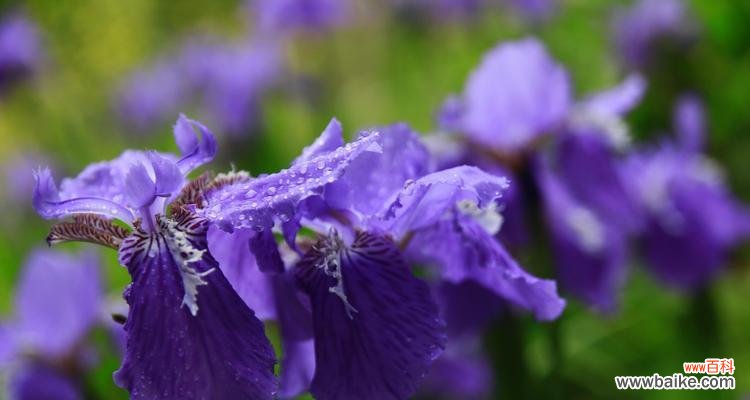 探寻蓝色鸢尾花的内涵及其与人生的共通之处 蓝色鸢尾花的意义与象征
