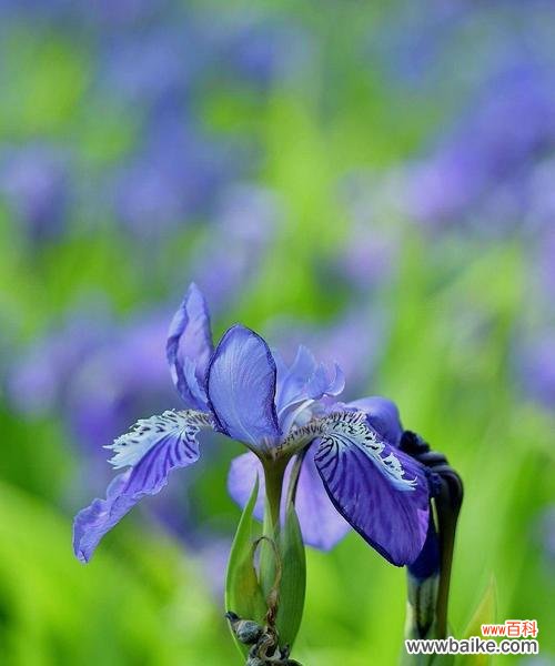 探寻蓝色鸢尾花的内涵及其与人生的共通之处 蓝色鸢尾花的意义与象征
