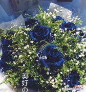 探索蓝色妖姬所代表的意义和传达的信息 蓝色妖姬