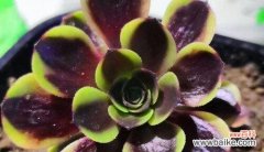 探寻多肉法师花语的神秘魅力 多肉法师花语