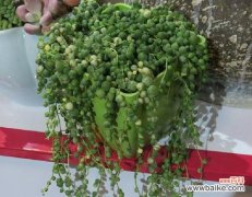 探讨多肉佛珠开花的象征意义及其美丽绽放 多肉佛珠的开花之寓意