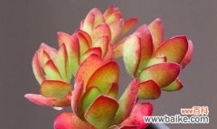 探索多肉植物开花的奥秘 多肉开花之意义与寓意