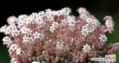 解读多肉开花的隐含寓意 多肉开花的象征意义