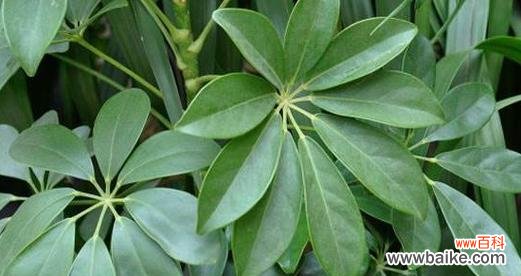 神奇的自然现象与寓意之美 以鹅掌开花