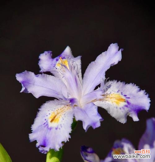 八角竹的花语寓意是什么?