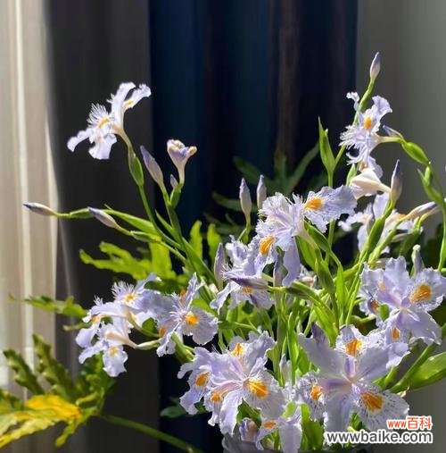 八角竹的花语寓意是什么?