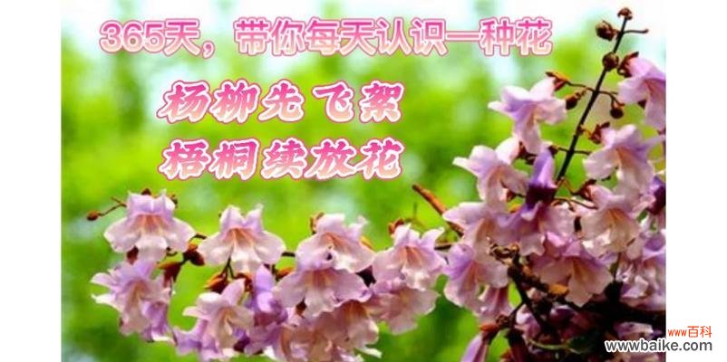泡梧桐花的花语有何特别之处？