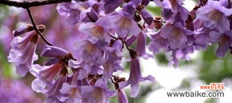 泡梧桐花的花语有何特别之处？