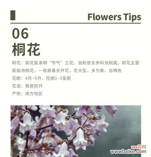 泡梧桐花的花语有何特别之处？